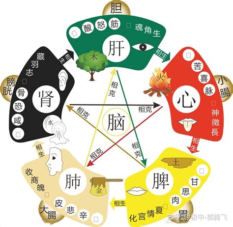 五行 木和金|郭极中：解析五行（木、火、土、金、水）相克的理论。